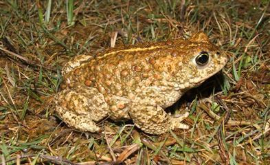 Natterjack toad Denbighshire Countryside Service Natterjack toad