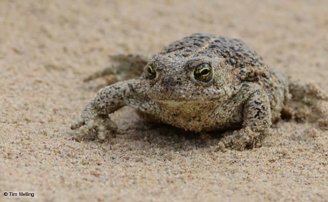 Natterjack toad BBC Nature Natterjack toad videos news and facts
