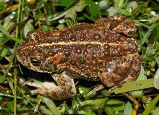 Natterjack toad Natterjack toad European protected species SIN009 Biology and