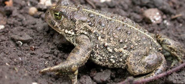 Natterjack toad The Wildlife Trusts