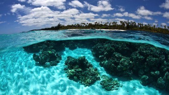 Natural Park of the Coral Sea New nature preserve will be the largest on Earth MNN Mother