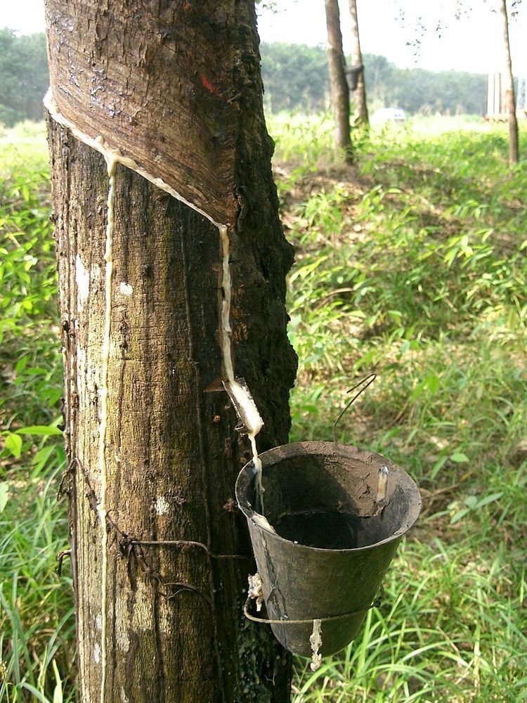 indonesia natural rubber