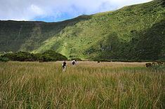 Nature Park of Faial httpsuploadwikimediaorgwikipediacommonsthu