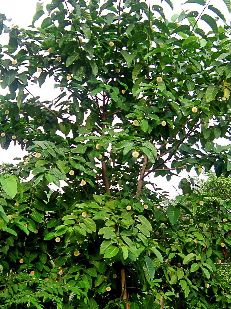 Nauclea orientalis Nauclea orientalis Useful Tropical Plants