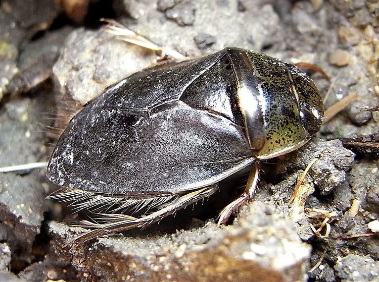 Naucoridae Naucoridae Wikipedia