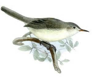Nauru reed warbler wwwtaenoscomimgITISAcrocephalusrehseinauru