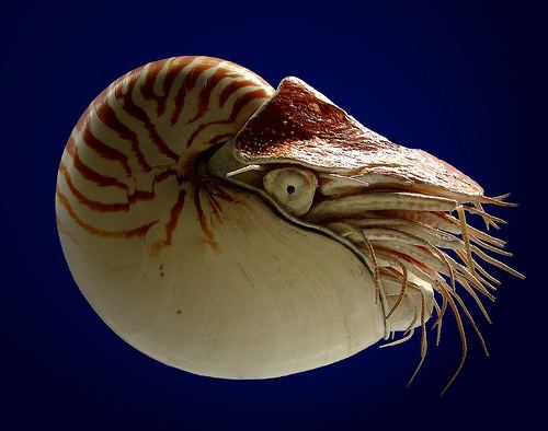 Nautilus The Nautilus A Living fossil of the seas