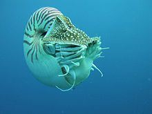 Nautilus belauensis httpsuploadwikimediaorgwikipediacommonsthu