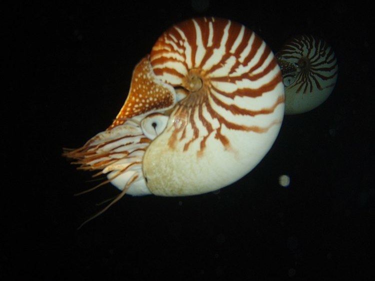 Nautilus macromphalus Nautilus macromphalus Bellybutton nautilus
