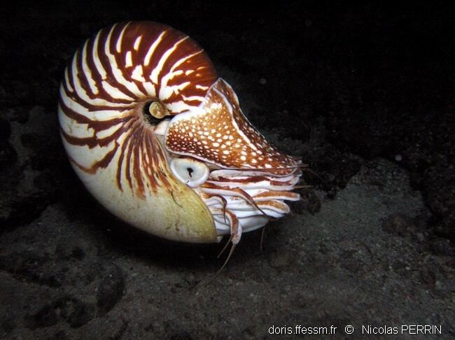 Nautilus macromphalus Nautilus macromphalus Sowerby1849 Encyclopedia Caledonian Seashells