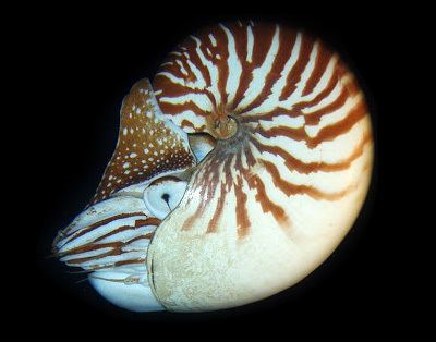 Nautilus macromphalus Bellybutton Nautiluses Nautilus macromphalus MarineBioorg