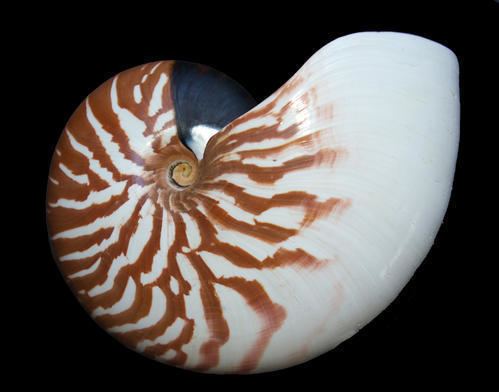 Nautilus macromphalus Nautilus macromphalus Sowerby1849 Encyclopedia Caledonian Seashells
