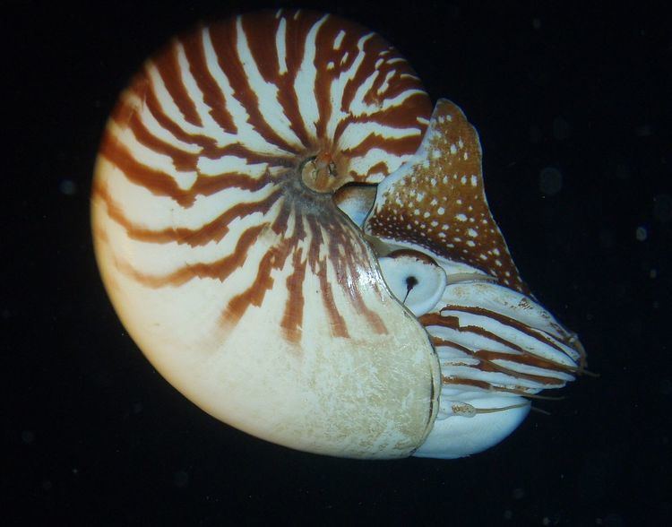 Nautilus macromphalus httpsuploadwikimediaorgwikipediacommonsthu