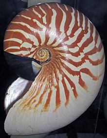 Nautilus stenomphalus httpsuploadwikimediaorgwikipediacommonsthu