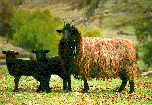 Navajo-Churro Breeds of Livestock NavajoChurro Sheep Breeds of Livestock