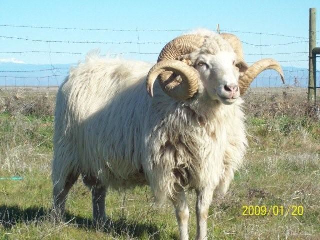 Navajo-Churro Navajo Churro Sheep The Dream Catcher Ranch