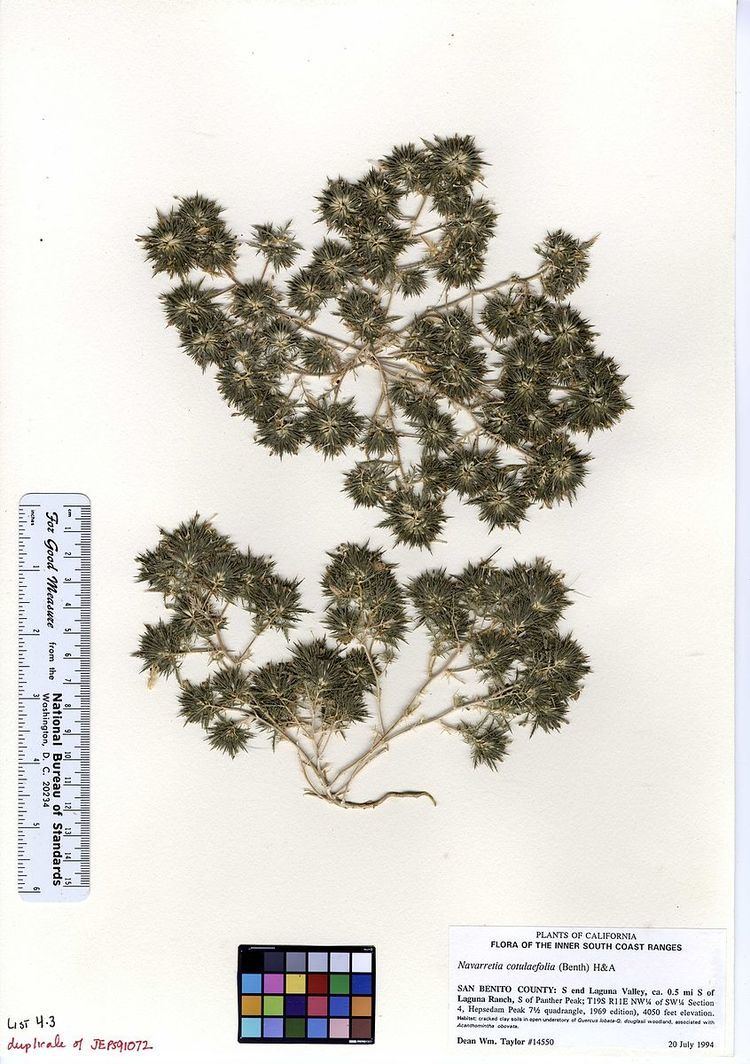 Navarretia cotulifolia