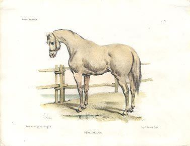 Navarrin horse