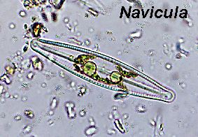 Navicula Heterokontophyta Bacillariophyceae Pennales Navicula