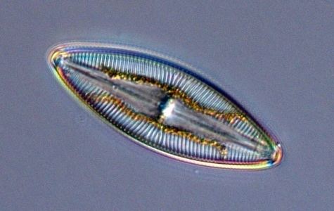 Navicula EOS Phytoplankton Encyclopedia Project