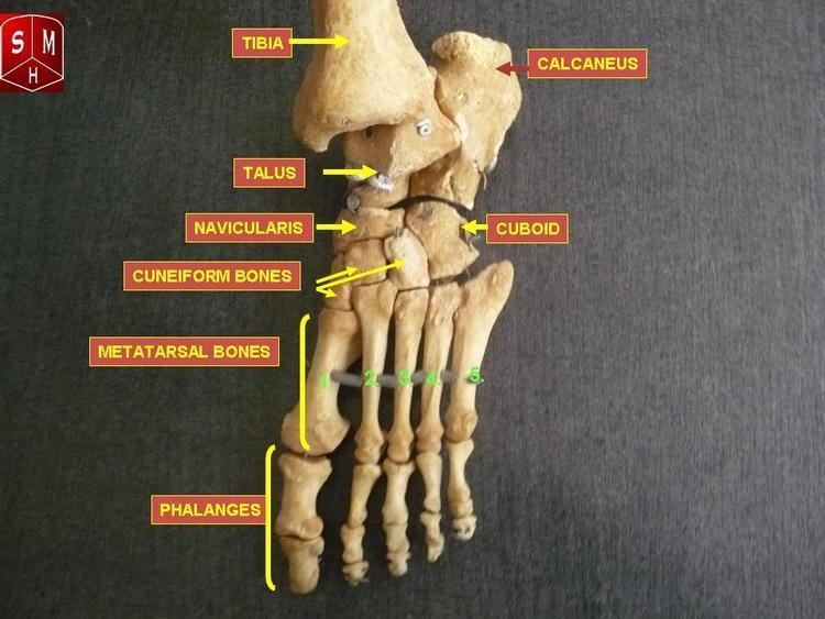 Navicular bone