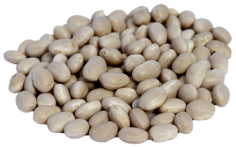Navy bean Michigan Bean Commission NAVY BEAN