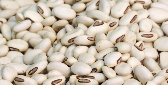 Navy bean Substitute for Navy Beans LIVESTRONGCOM