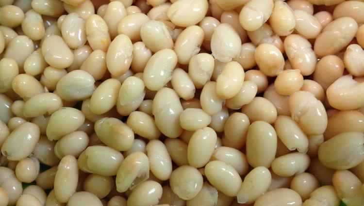 Navy bean Bean Navy 90 Days American Seed Co