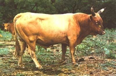 N'Dama Chapter 3 Description of trypanotolerant livestock