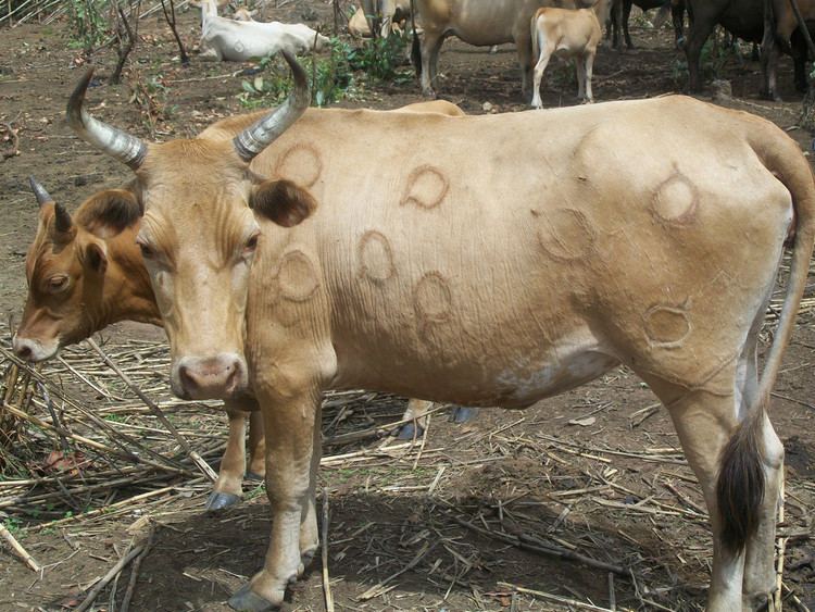 N'Dama N39Dama cattle in West Africa N39Dama cattle in West Africa Flickr