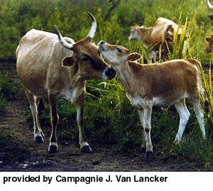 N'Dama Breeds of Livestock N39dama Cattle Breeds of Livestock
