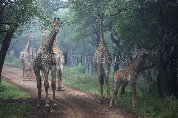 Ndumo Game Reserve Giraffe Giraffa camelopardalis in mist Ndumo Game Reserve