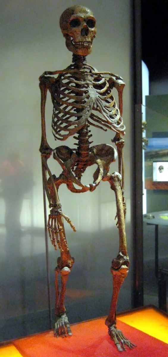 Neanderthal anatomy