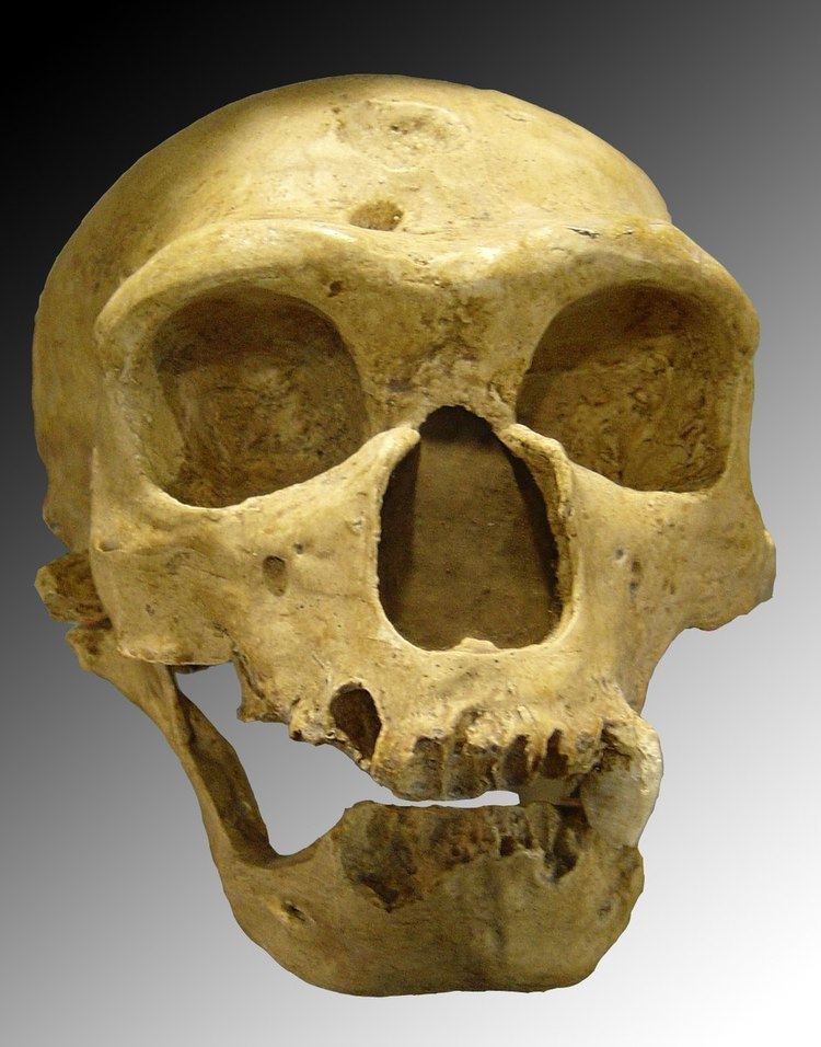 Neanderthal behavior