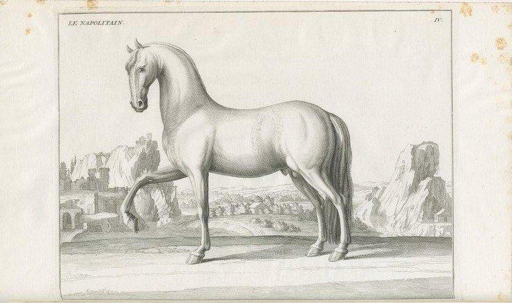 Neapolitan horse Neapolitan horse The Works of Chivalry