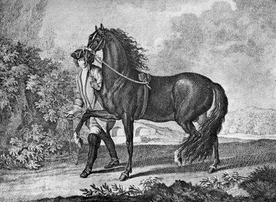 Neapolitan horse Italian Neapolitan horse Fine Art Print by Anonymous Neapolitaner