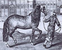 Neapolitan horse httpsuploadwikimediaorgwikipediacommonsthu