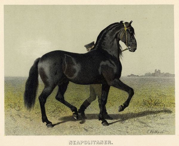 Neapolitan horse Neapolitan horse