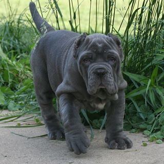 Neapolitan Mastiff httpsscontentcdninstagramcomhphotosxaf1t51