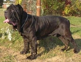 Neapolitan Mastiff Neapolitan Mastiff Dog Breed Information and Pictures