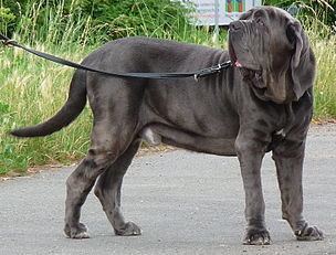 Neapolitan Mastiff - Alchetron, The Free Social Encyclopedia