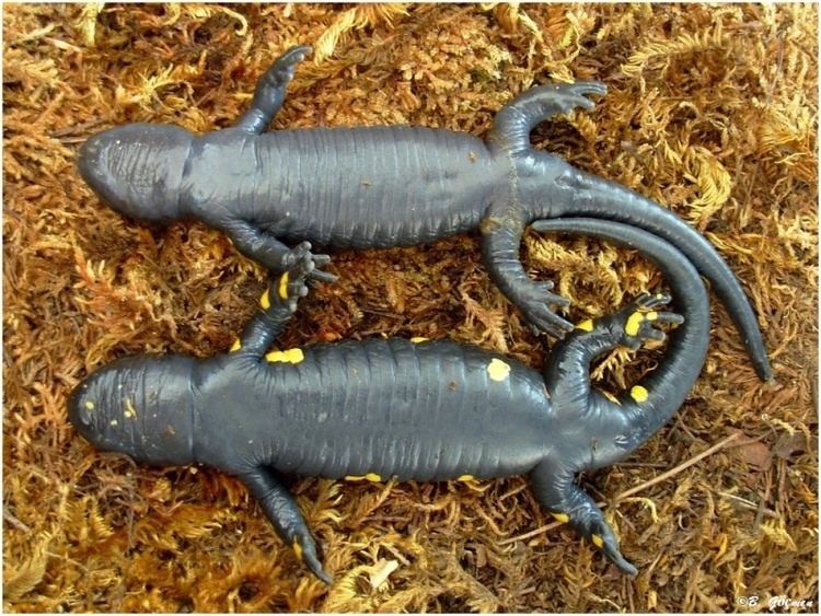 Near Eastern fire salamander Salamandra infraimmaculata orientalis Turkish or Near Eastern Fire