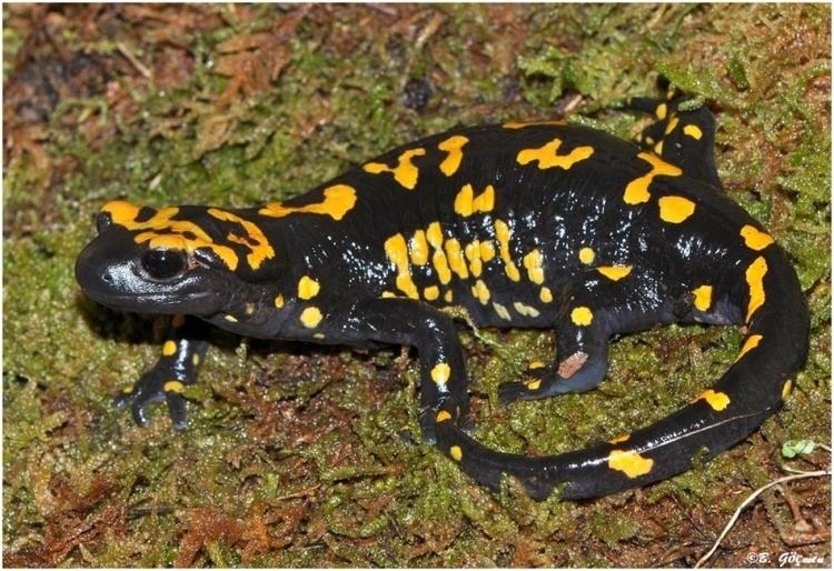 Near Eastern fire salamander Salamandra infraimmaculata infraimmaculata Turkish or Near Eastern