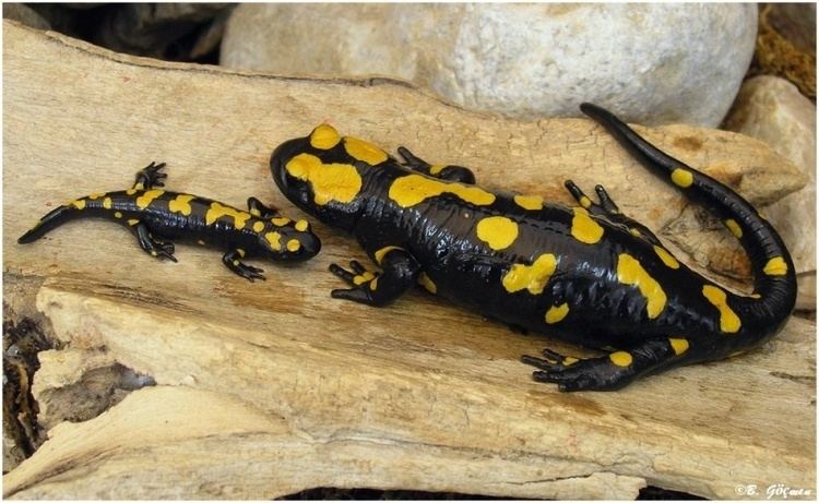 Near Eastern fire salamander Salamandra infraimmaculata orientalisTurkish or Near Eastern Fire