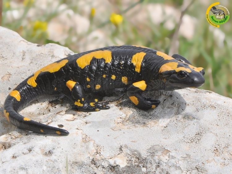 Near Eastern fire salamander Salamandra infraimmaculata orientalis Turkish or Near Eastern Fire