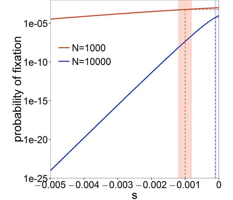 Nearly neutral theory of molecular evolution