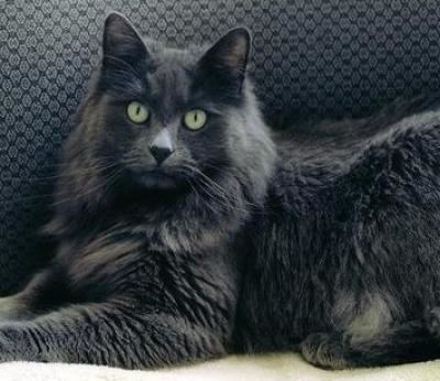 Nebelung 1000 images about Nebelung Cats on Pinterest Russian blue 4th