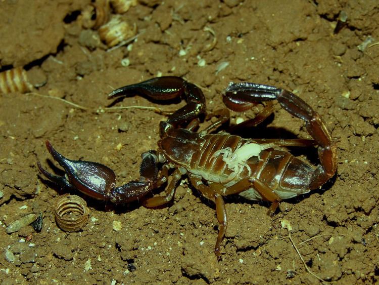 Nebo hierichonticus Common Black Scorpion Nebo hierichonticus Flickr