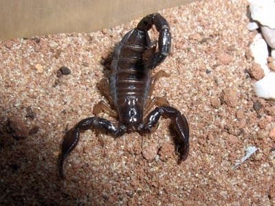 Nebo (scorpion) skorpioninfodeimagesnebohierichonticusneboh