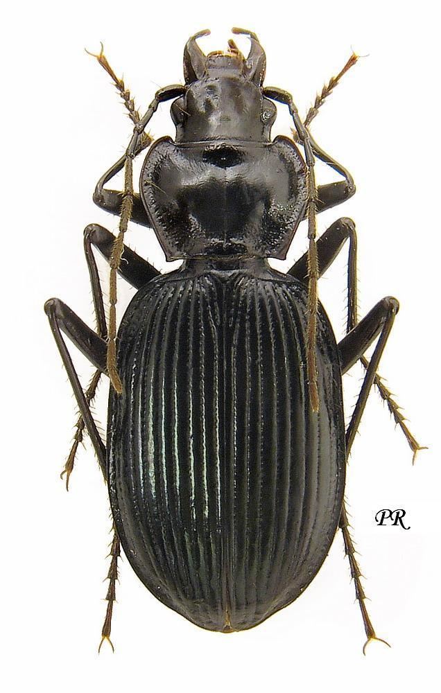 Nebria Genus Nebria Latreille 1802 89 Carabidae